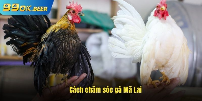 Cách chăm sóc gà Mã Lai