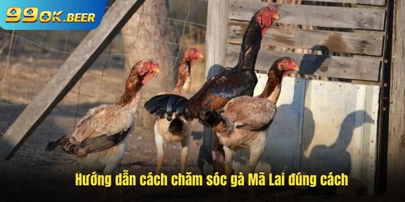 Hướng dẫn chăm sóc gà đúng