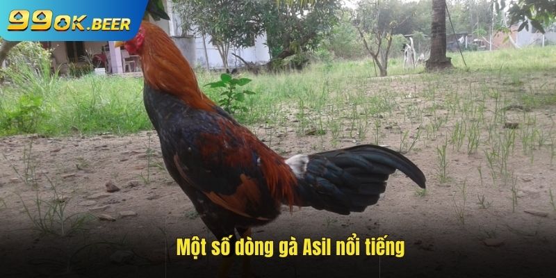 Một vài gà asil nổi tiếng