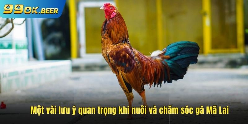 Vài lưu ý khi chăm sóc gà